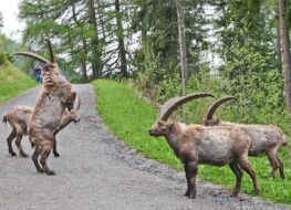 009 - der steinbocktanz